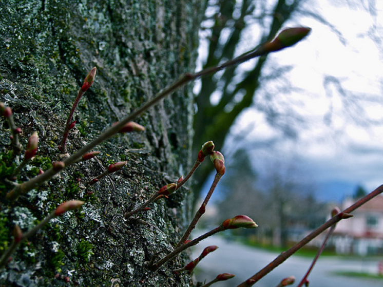 Cubed Haiku .: “Nature IS…Ecosystems”