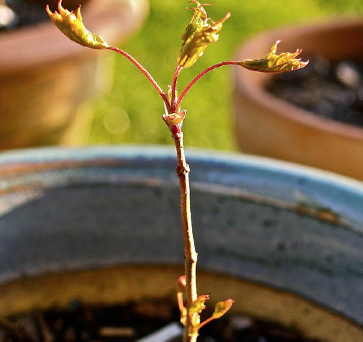 Cubed Haiku .: “Nature IS…Patient”